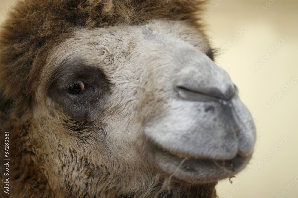 camel portrait