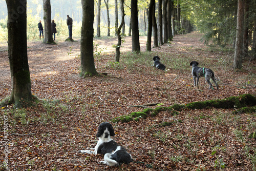 Photography hunting dogs paying attention during training
