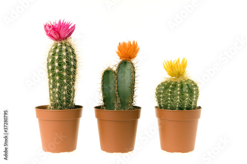 Fototapeta Naklejka Na Ścianę i Meble -  cactus en fleur