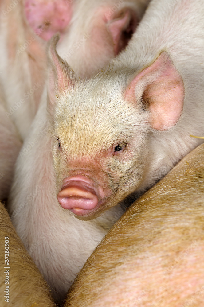 Piglet Piglet