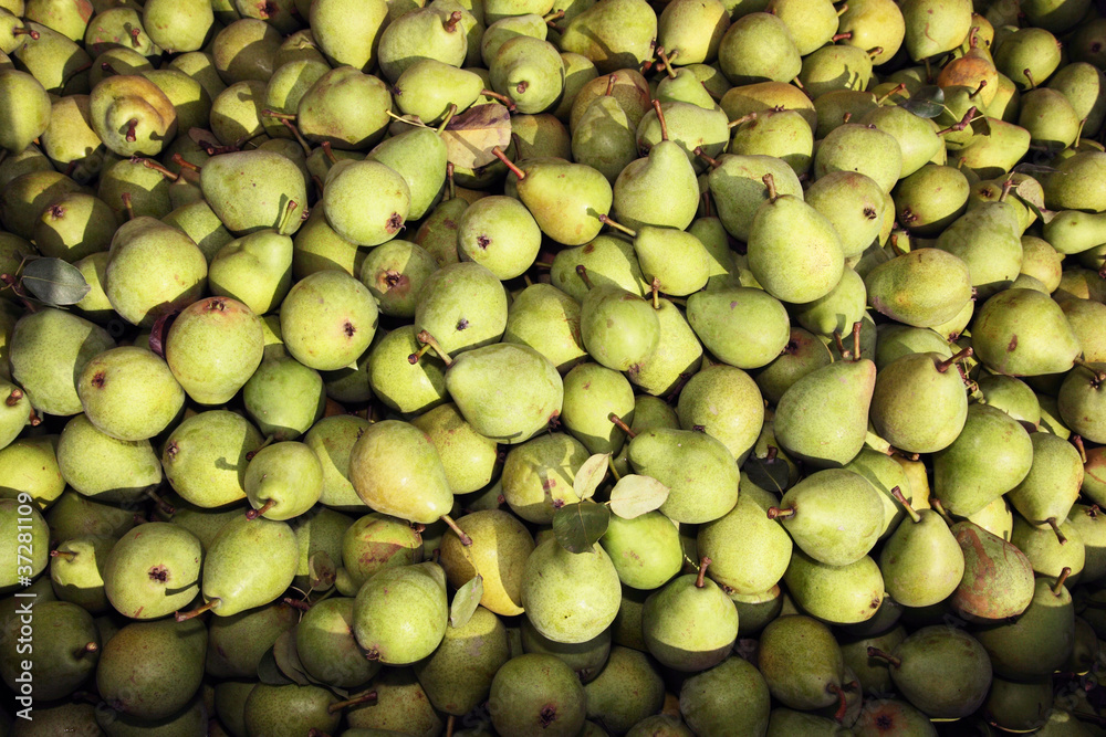 lots of pears freshly harvested lots of pears freshly harvested