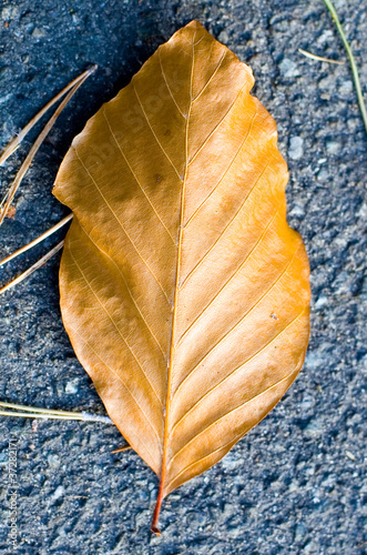 A golden leaf