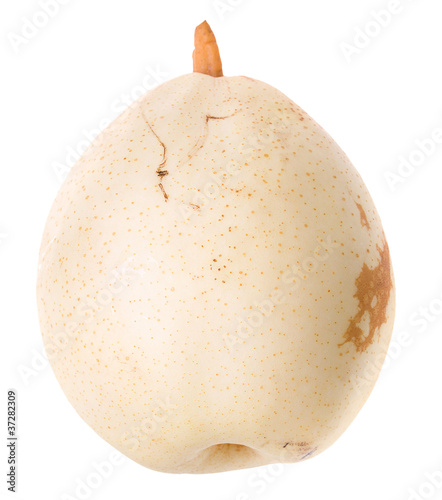 White chinese pear photo