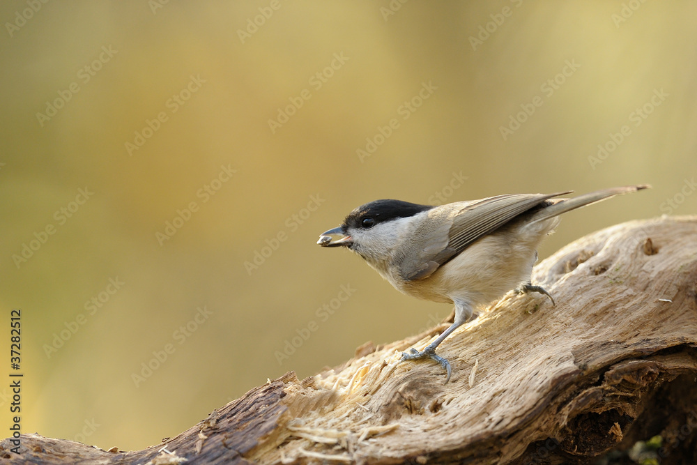 mésange noire mésange noire