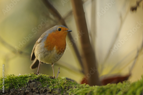 rouge gorge photo