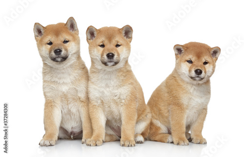 Three Shiba inu puppies on white background