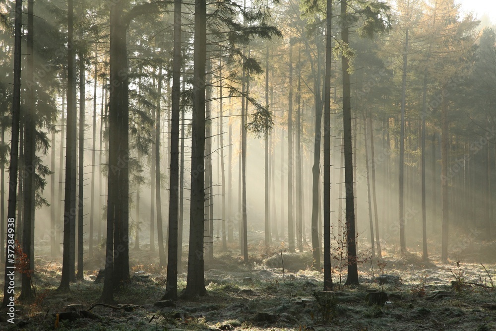 Autumn coniferous forest on a foggy morning