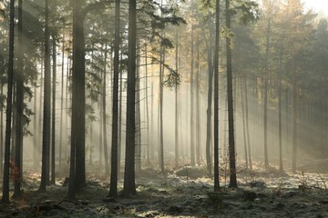 Fototapete Landschaften Herbstlicher Nadelwald an einem nebligen Morgen  © Aniszewski