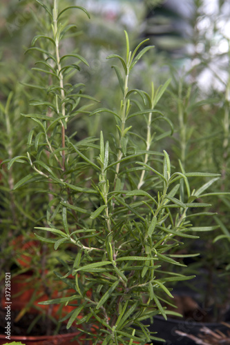 rosemary plants in a greenhouse