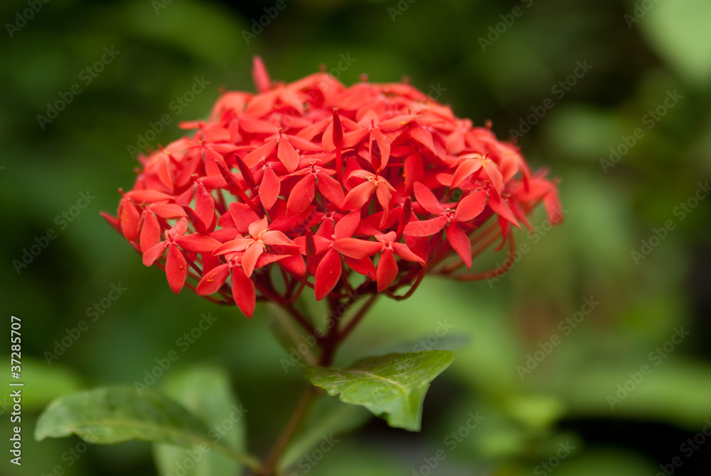 Summer red flower in the garden Summer red flower in the garden