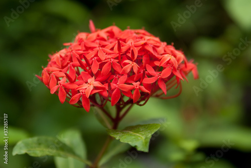 Summer red flower in the garden
