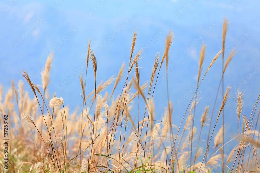 Fototapeta premium grass in autumn