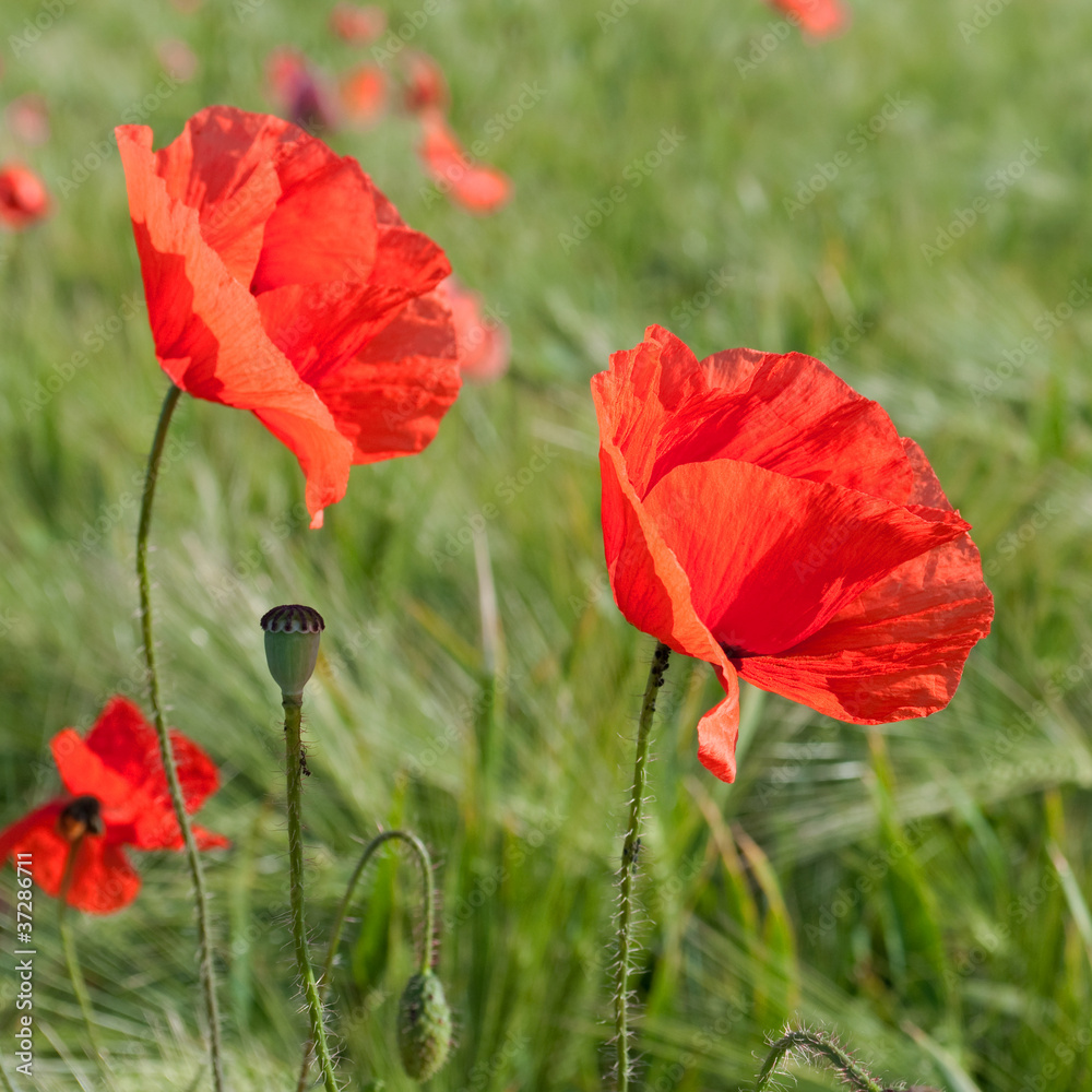 Obraz premium Klatschmohn - Papaver rhoeas