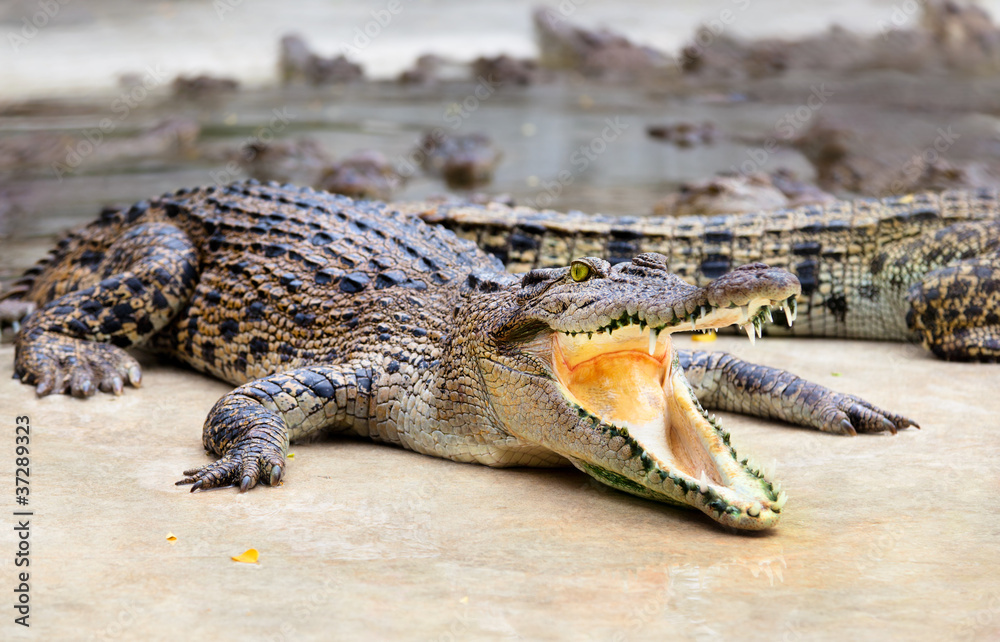 Obraz premium portrait of crocodiles in a farm, Thailand
