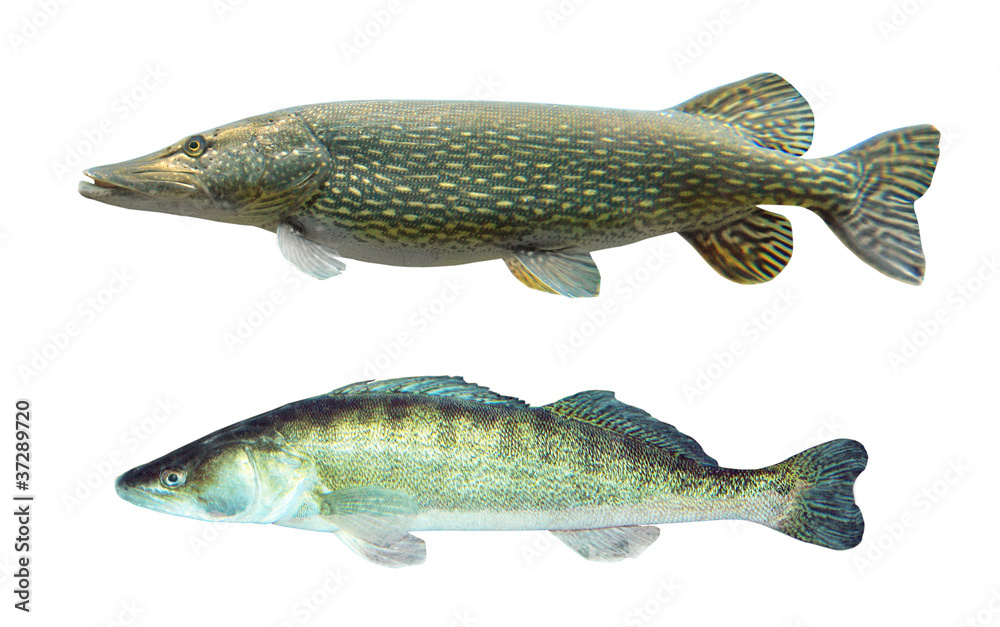 Naklejka premium Pike (Esox Lucius) and Pikeperch (Sander Lucioperca).