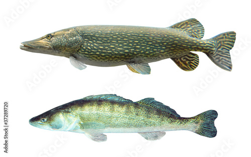 Pike (Esox Lucius) and Pikeperch (Sander Lucioperca). photo