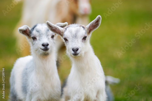 goatling curiosity