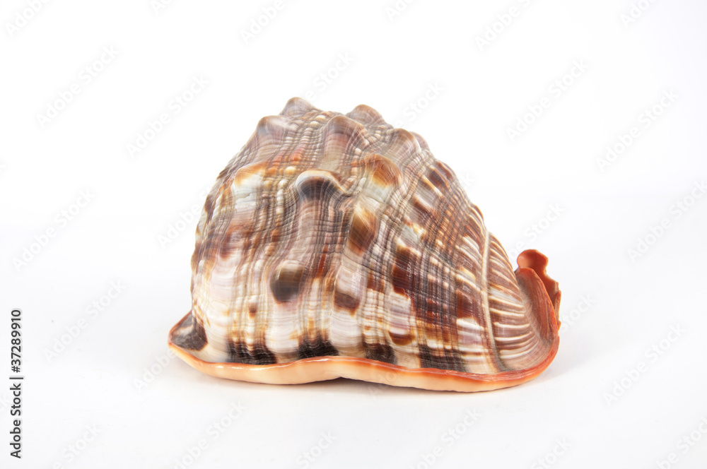 Sea shell Sea shell