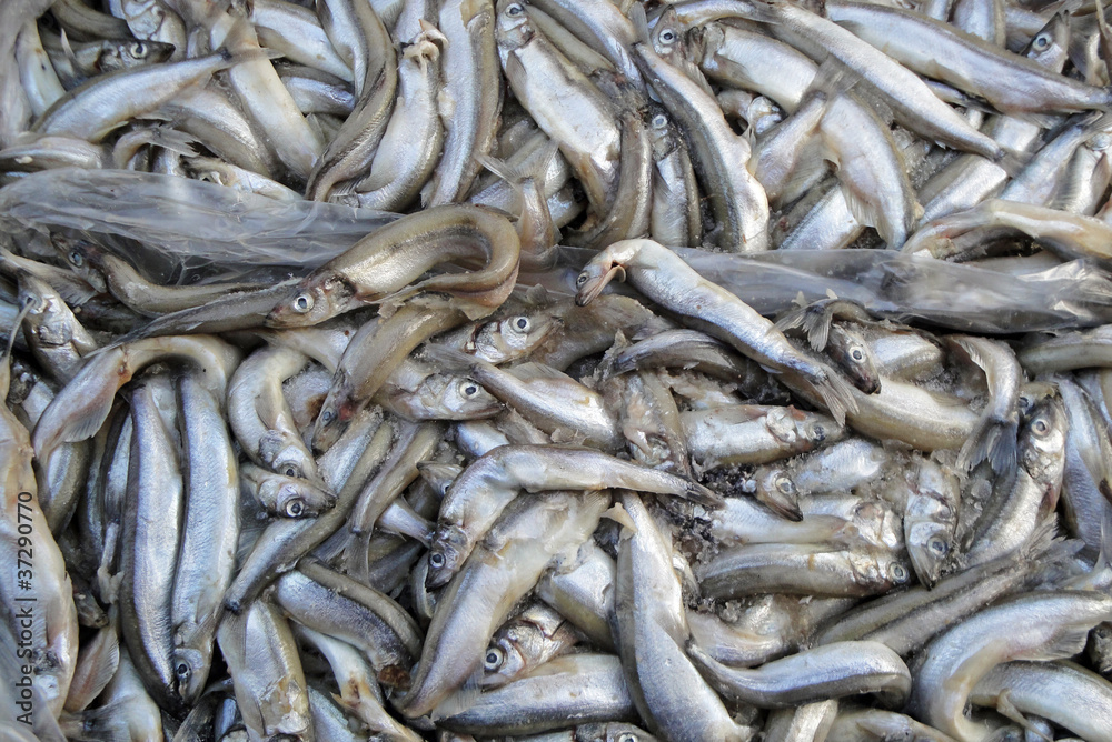 Fish Fish