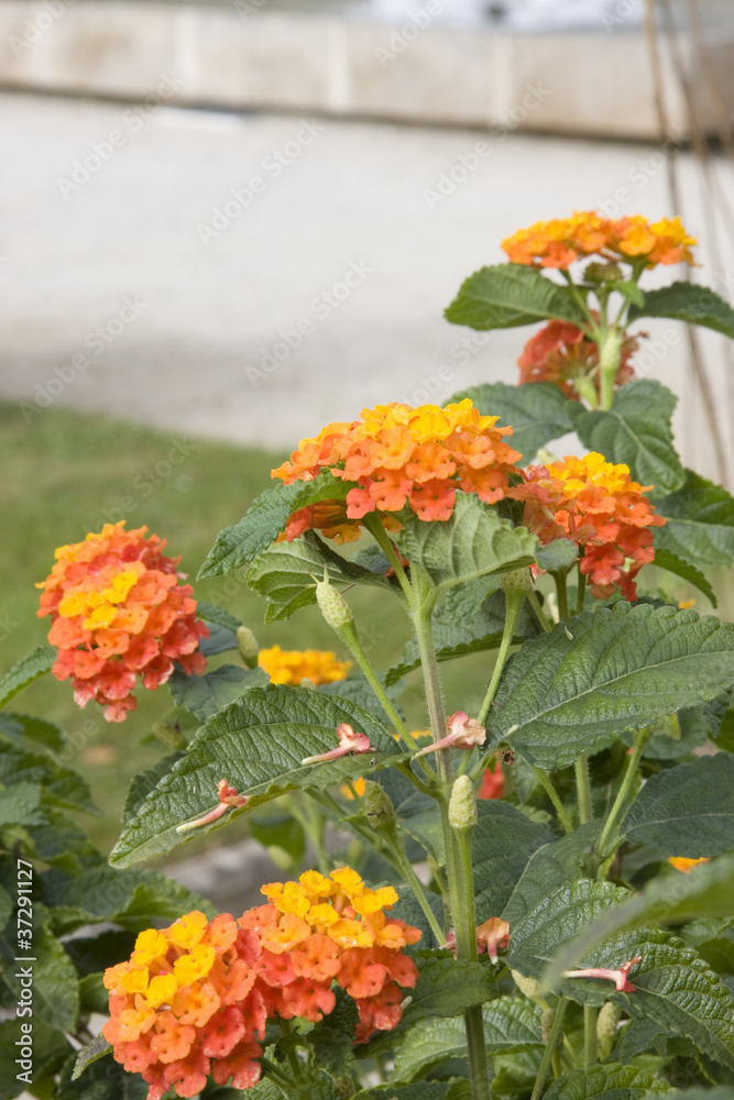 parcs et jardins parcs et jardins