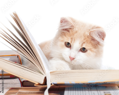 Little cat read a book, isolated on a white background