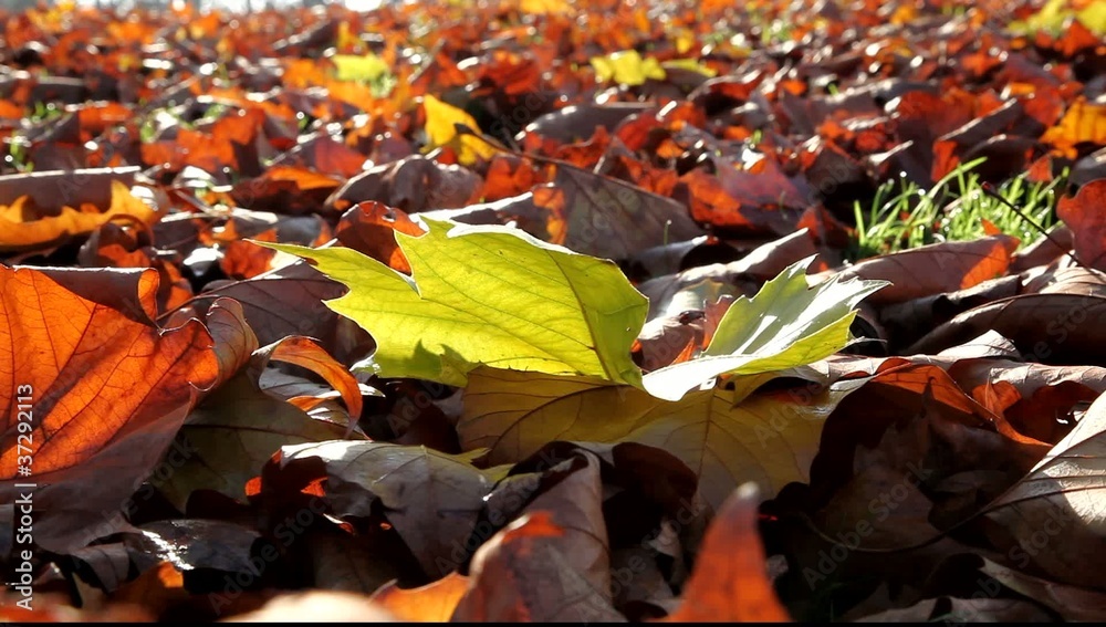 feuille mortes