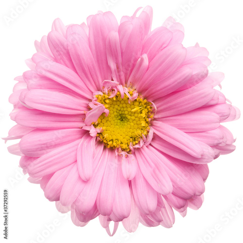 Pink aster isolated