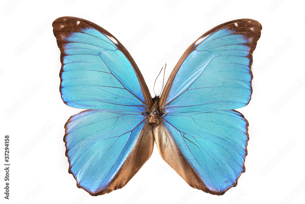 papillon papillon