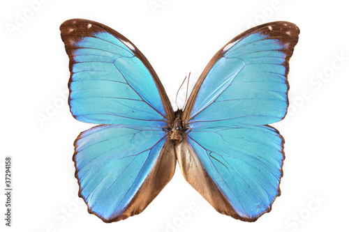 papillon © RomainQuéré