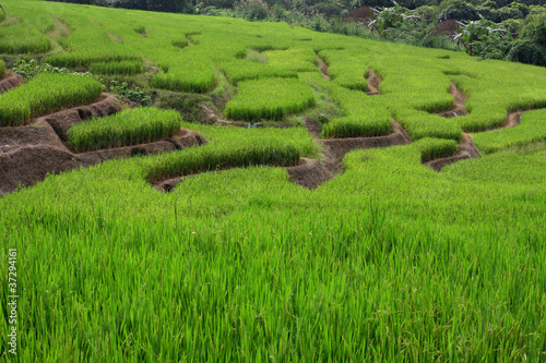 The greenish rice filed terrace in at Mea Chaem, Thailand.