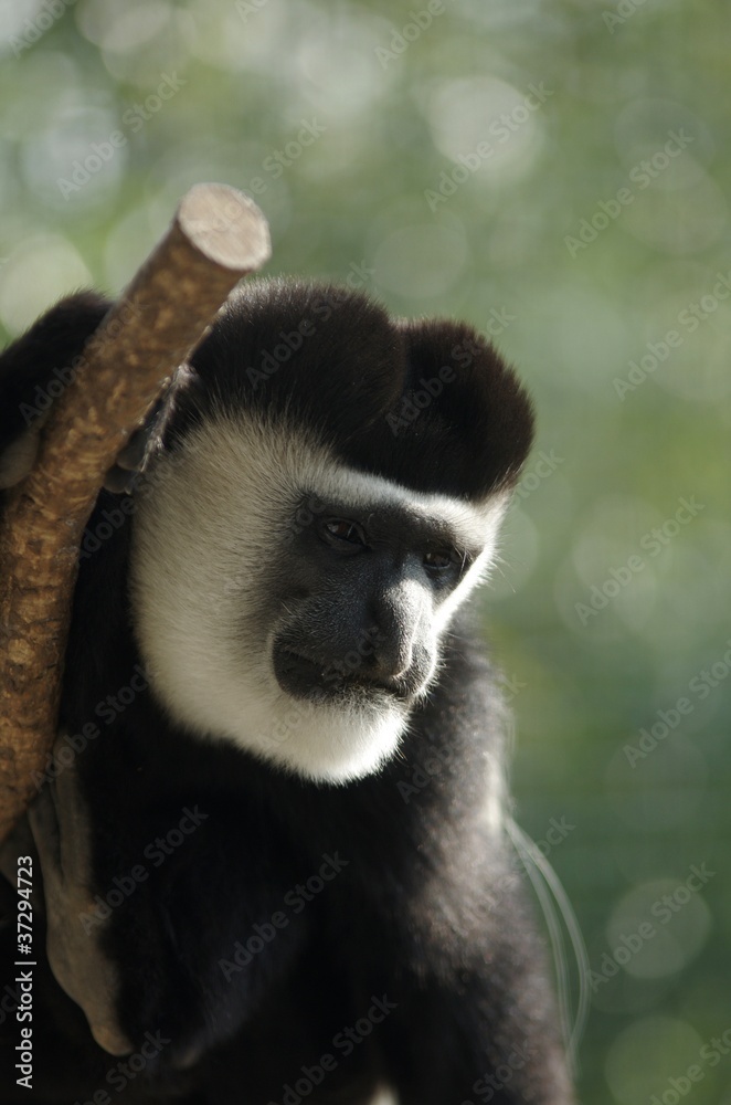 Obraz premium Abyssinia Colobus