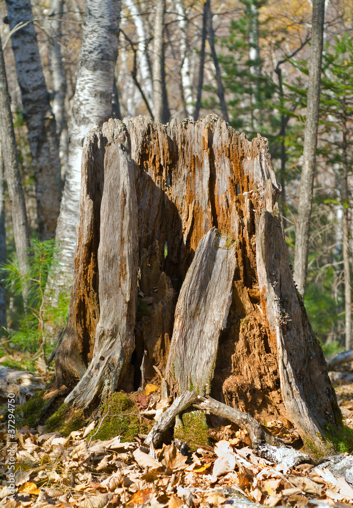 Old stump 3 Old stump 3