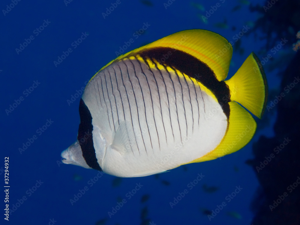 Naklejka premium Lined butterflyfish