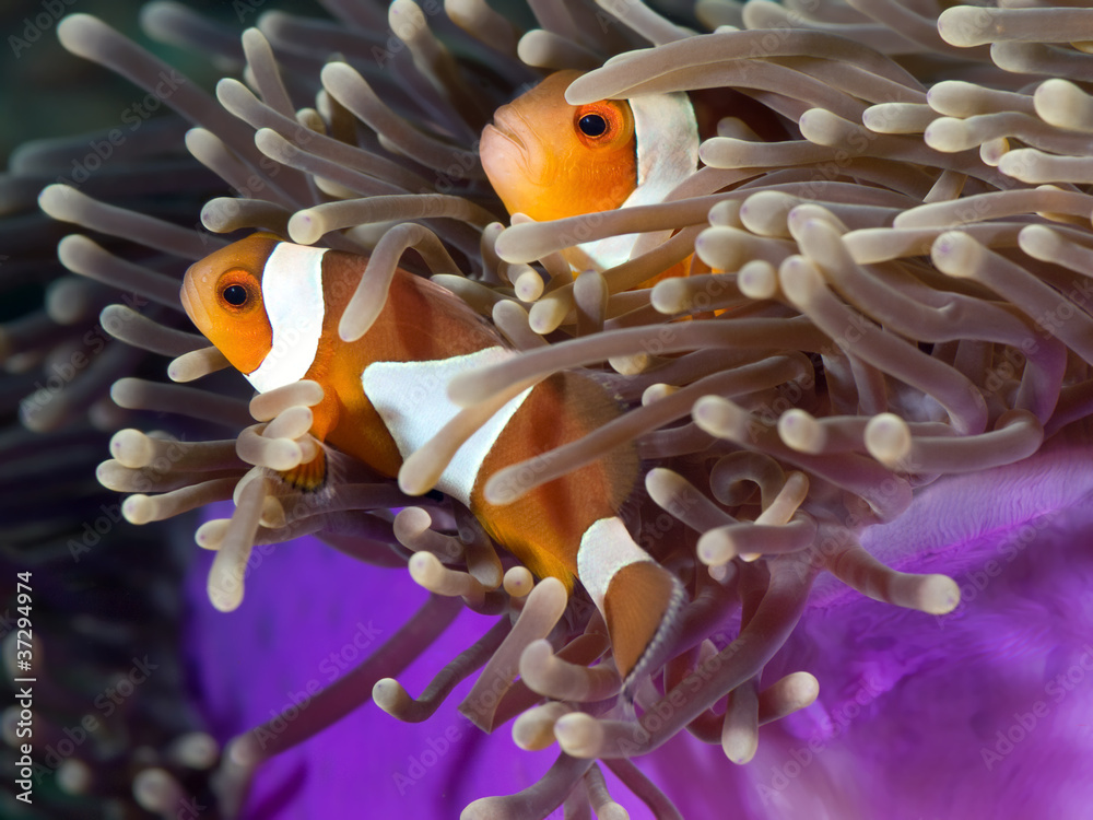 False crown anemonefish False crown anemonefish