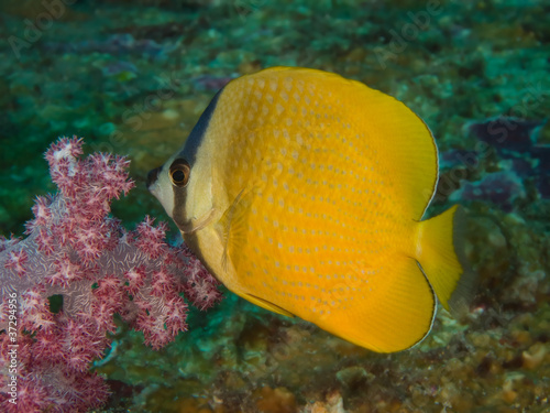 Klein's Butterflyfish photo