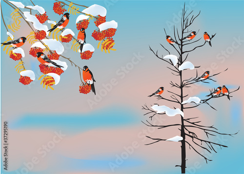 bullfinches on snow winter trees