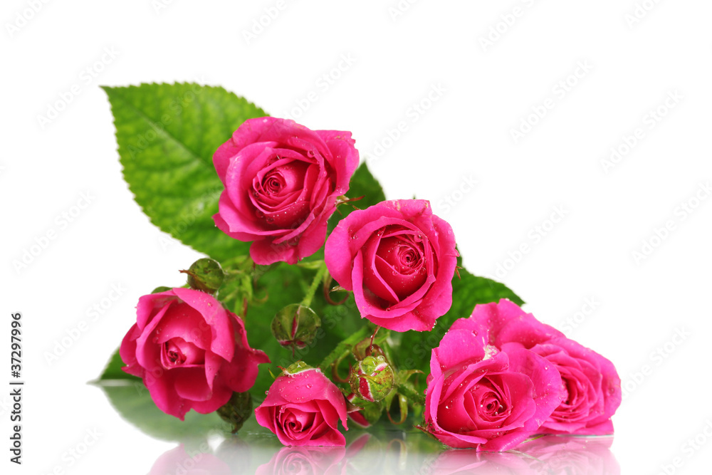 Many pink roses isolated on white Many pink roses isolated on white