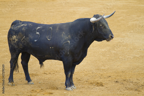 Powerful bull