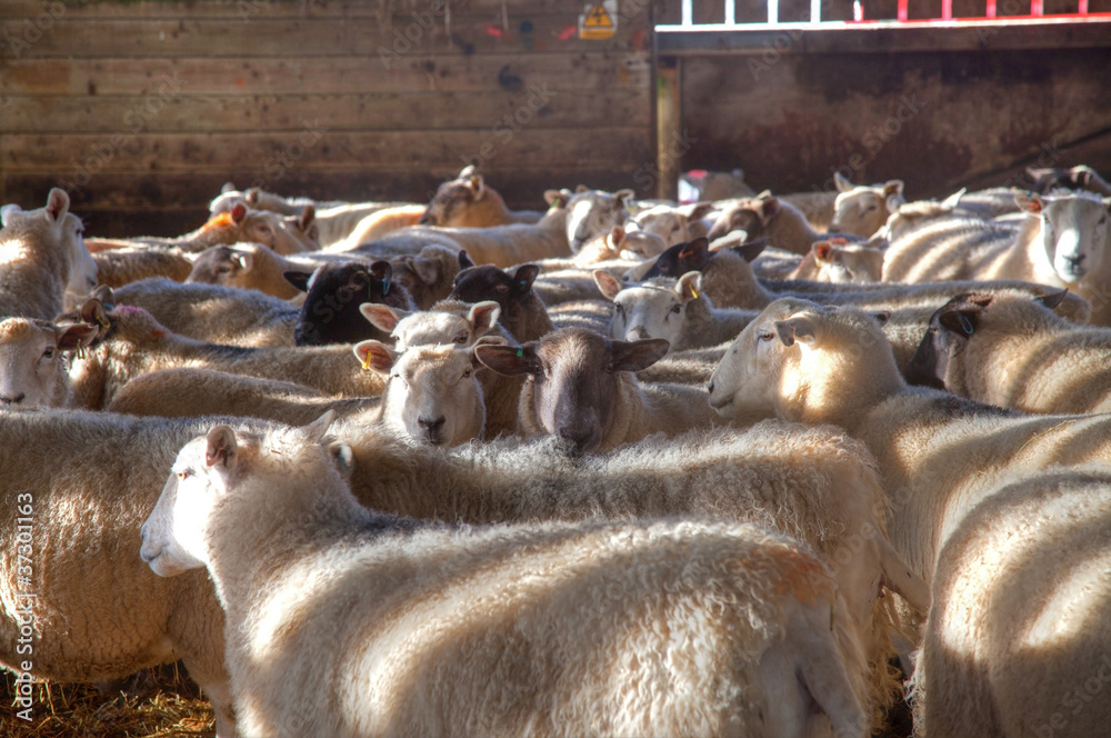 Obraz premium Sheep in a barn