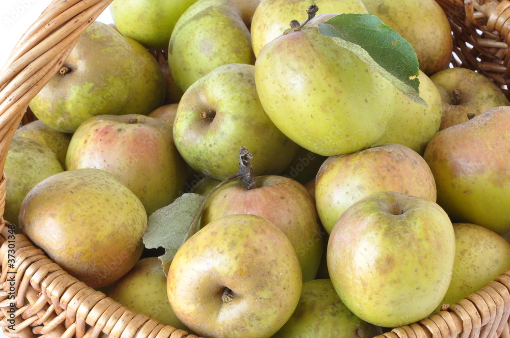 pommes d'Auvergne de variété 'Armoise'