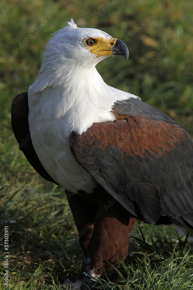 Schreiseeadler Schreiseeadler