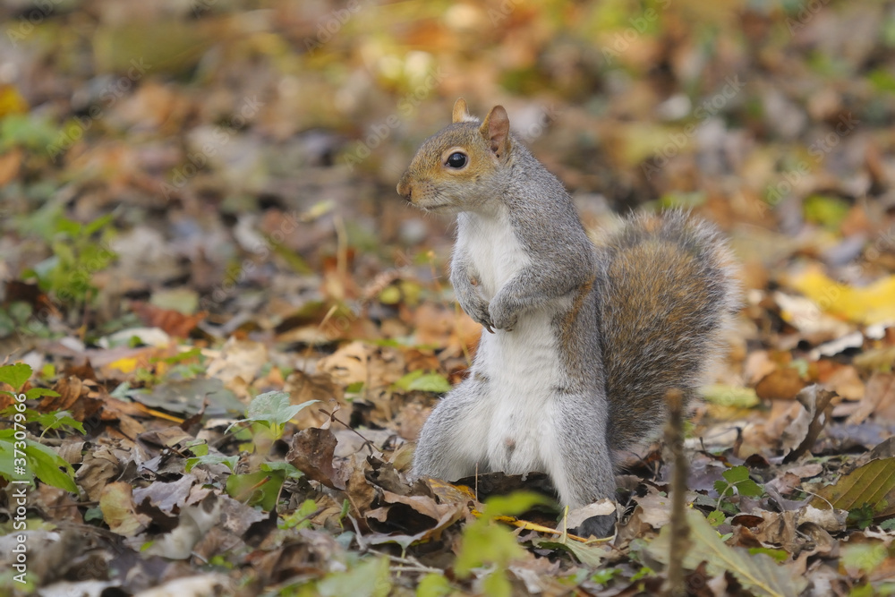eastern gray squirrel, sciurus carolinensis eastern gray squirrel, sciurus carolinensis