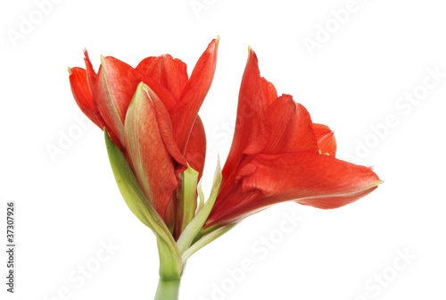 Fototapeta Naklejka Na Ścianę i Meble -  Amaryllis flower