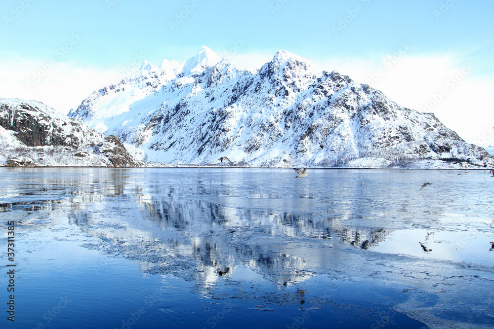 moutains and seagulls mirroring in the ice