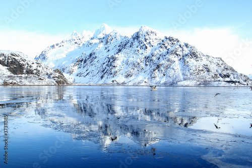 moutains and seagulls mirroring in the ice