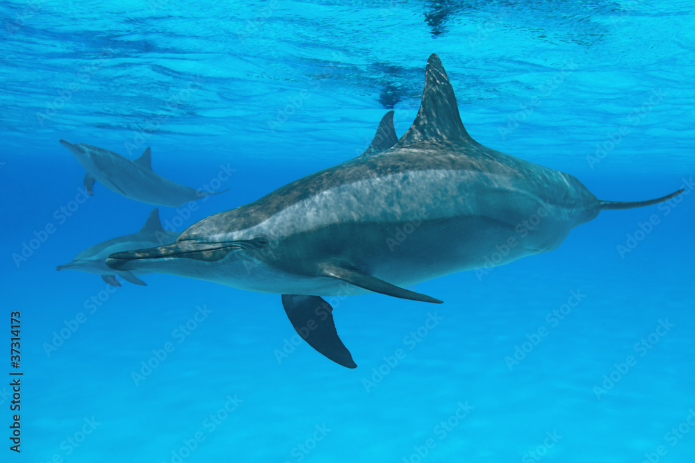 Naklejka premium Spinner dolphins in nature.