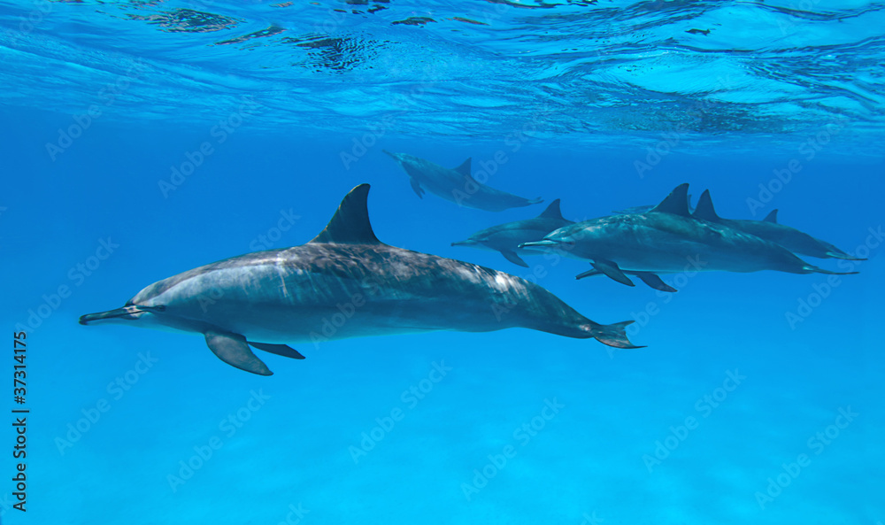 Fototapeta premium Spinner dolphins in nature.
