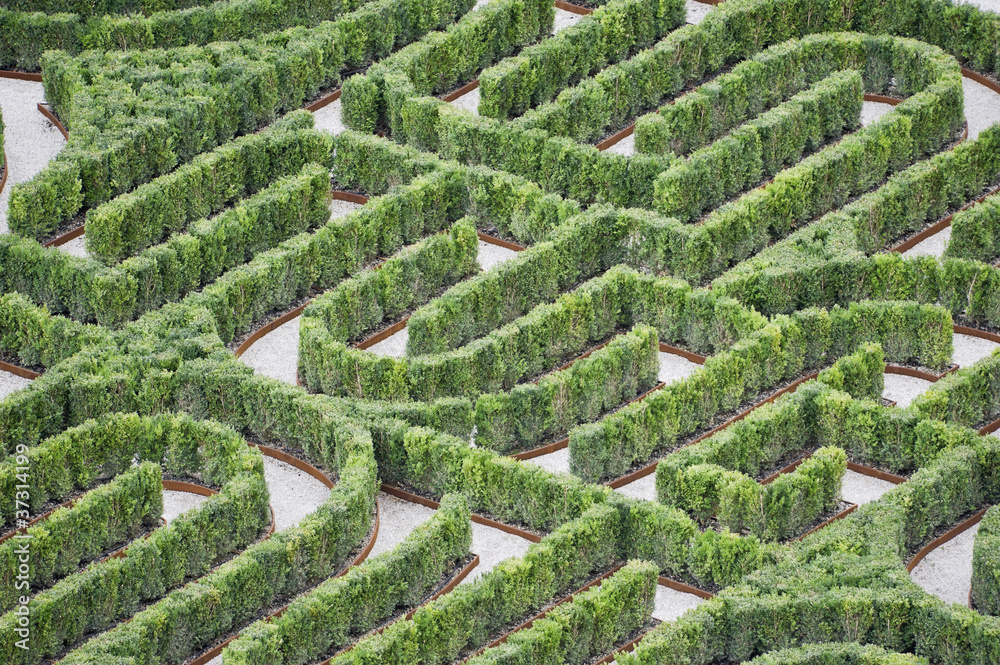 Hedges labyrinth