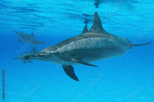 Spinner dolphins in nature. © uwimages