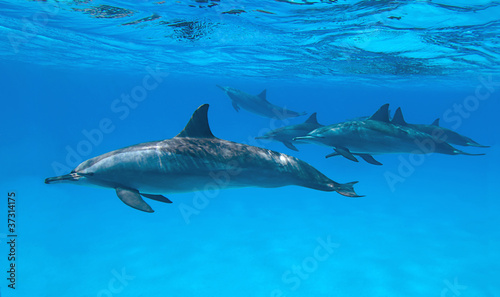 Spinner dolphins in nature.